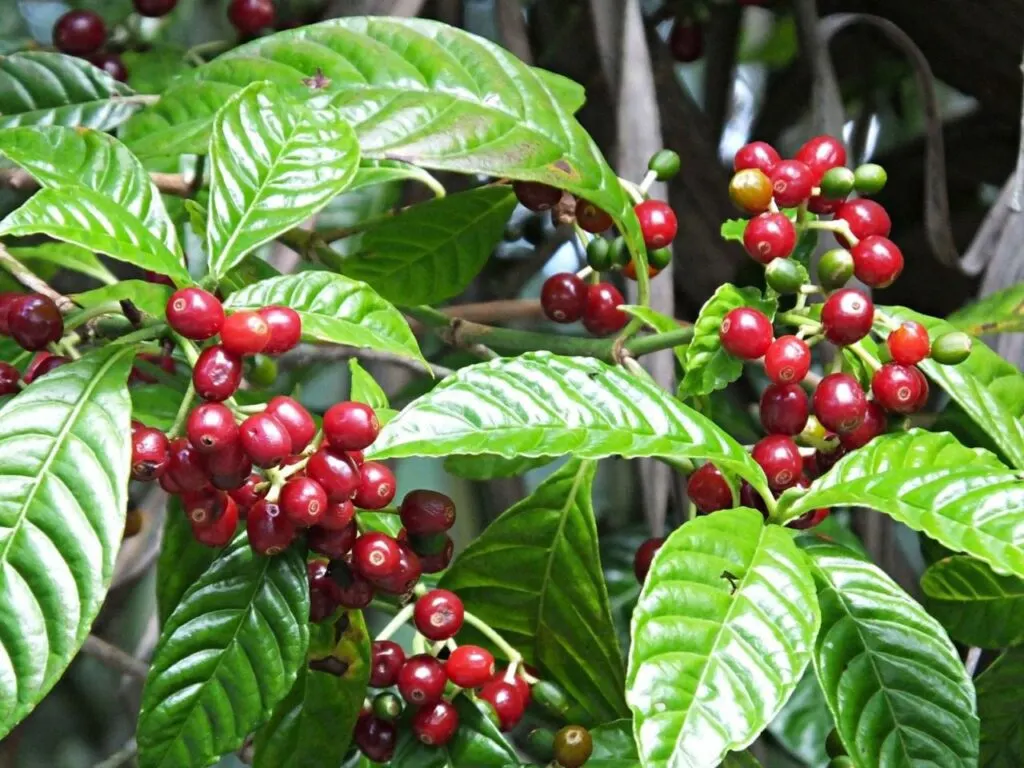 Tour Café y Cacao en Minca desde Santa Marta